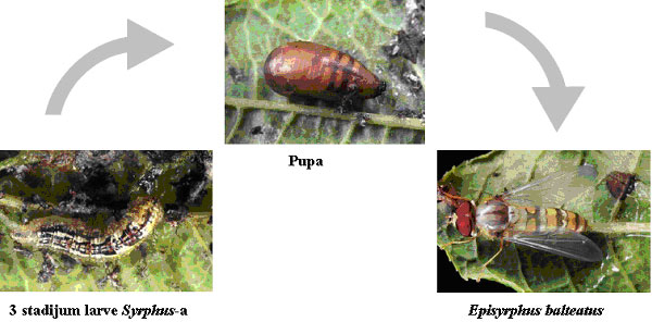 Razvice-Syrphus.jpg