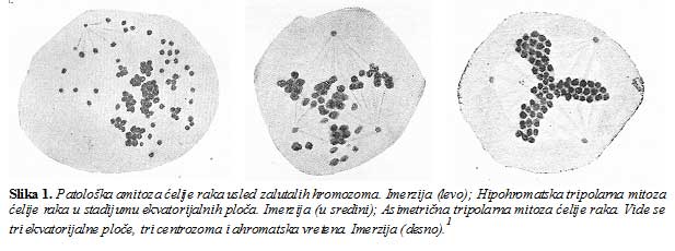 Patoloska-amitoza.jpg