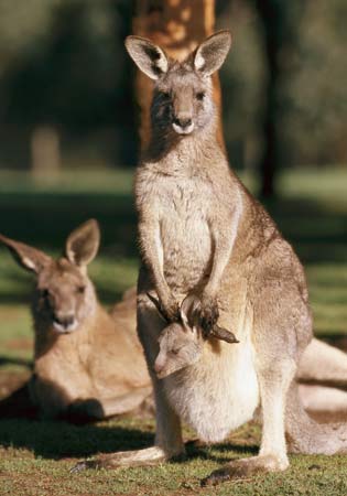 Macropus_giganteus.jpg