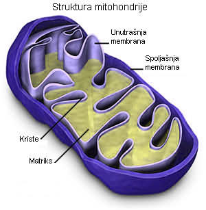 Mitohondrija.jpg