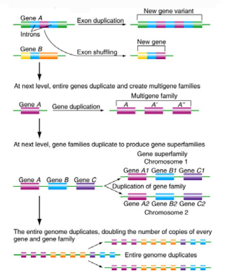 Stcanje novih gena.jpg