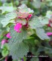 Lamium-purpureum-mrtva-kopr.jpg