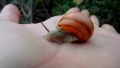 Gastropoda1.jpg