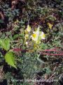 Linaria-vulgaris.jpg