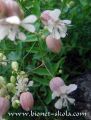 Silene-vulgaris-cvet.jpg