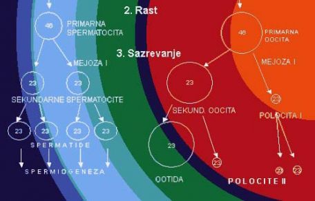 Spematogeneza2.jpg