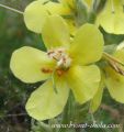 Verbascum-cvet.jpg