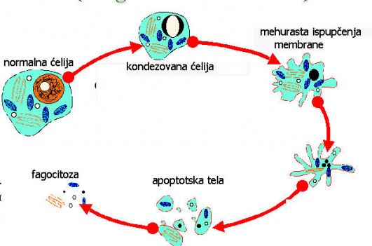 http://hrvatski-fokus.hr/wp-content/uploads/2016/03/531px-Apoptoza-celije.jpg