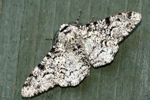 Peppered Moth - Biston betularia.JPG