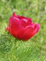 Paeonia tenuifolia2.jpg