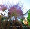 Albizia-julibrissin.jpg