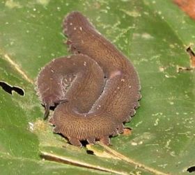 31-Velvet Worm.JPG