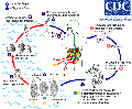 Minijatura za verziju na dan 22:28, 17. oktobar 2013.