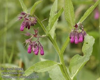 Symphytum officinale a479.jpg