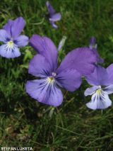 Viola tricolor