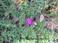 Cirsium-acaule-mala-boca.jpg