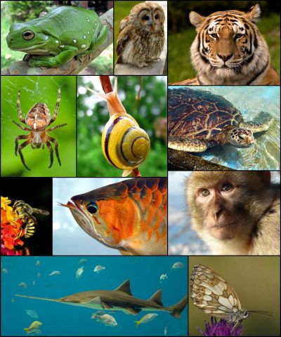 Animal diversity October 2007.jpg