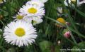 Krasuljak-Bellis-perenis3.jpg