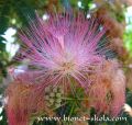 Mimoza-Albizia-julibrissin.jpg