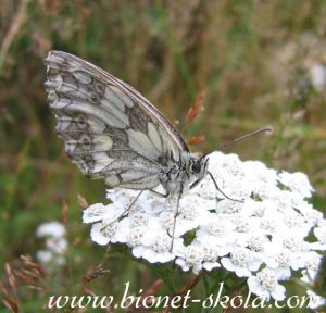 Melanargia galathea