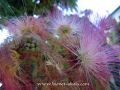 Albizia-julibrissin-mimoza.jpg