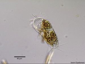 Ciliophora6.jpg