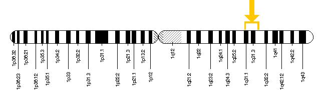 Položaj CRB1 gena na hromozomu 1 označeno strelicom