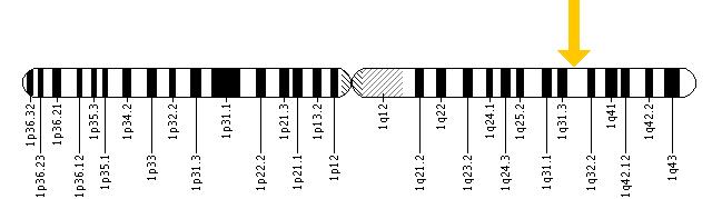 Položaj CFH gena na hromozomu 1 označeno strelicom