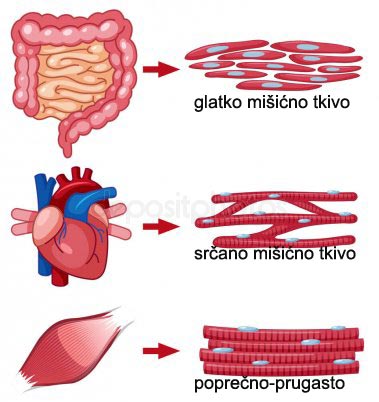 Vrste mišićnih tkiva