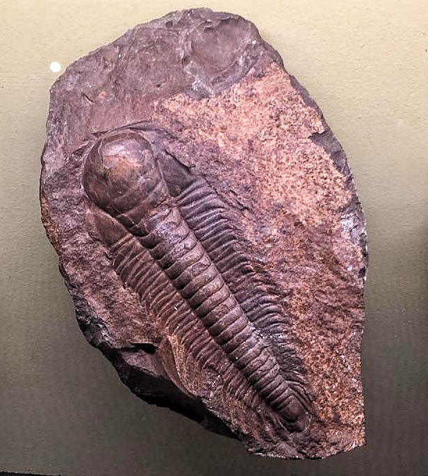 fosil Trilobitomorpha