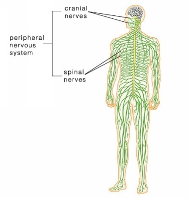 Peripheral nervous system.jpg