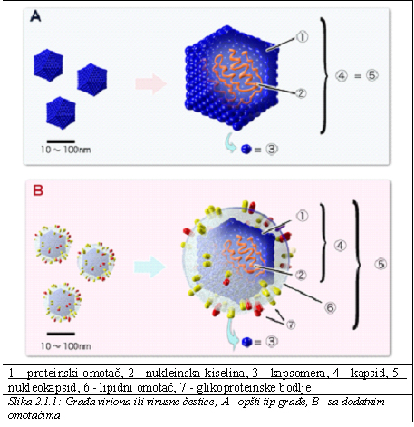 Gradja-virusa.jpg