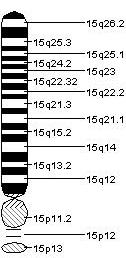 Slika 4. Parcijalni humani idiogram (hromozom 15)