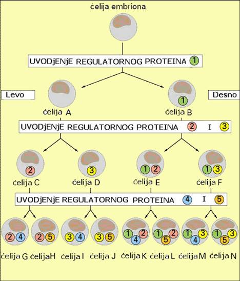 Kombinatorna kontrola ekspresije genoma11.jpg