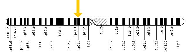Položaj COL9A2 gena na hromozomu 1 označeno strelicom