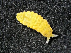 Collembola1.jpg