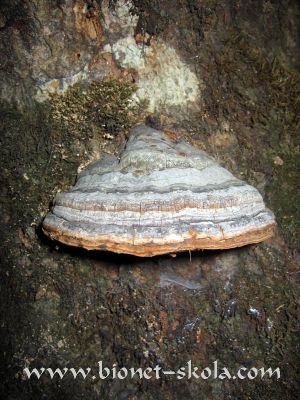 Trud-Fomes-fomentarius2.jpg