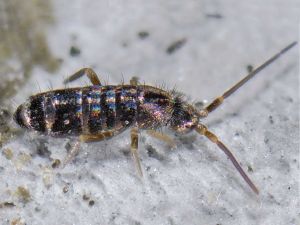 Collembola4.jpg