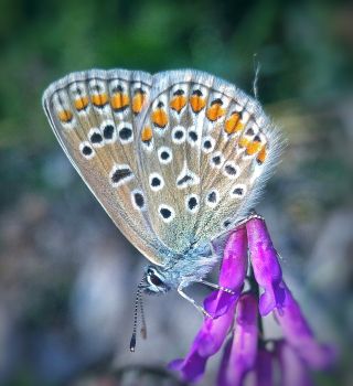 Autor: Fotografije Marko Mitrović