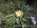 Carlina-aculis.jpg