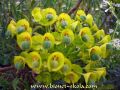 Euphorbia.jpg
