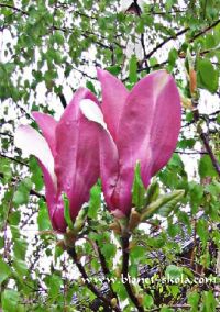 Cvet magnolije