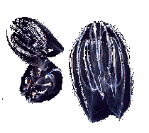 Mnemiopsis