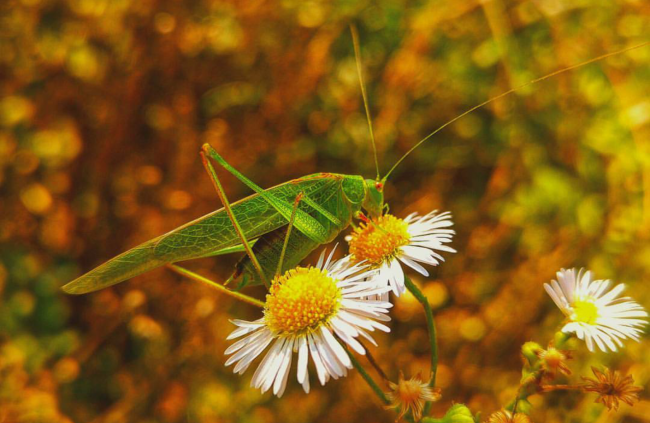 Insecta - skakavac