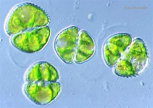 Chlorophyta.jpg