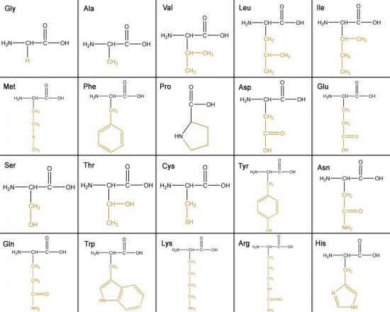 Strukturne formule 20 aminokiselina