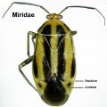 Miridae.jpg