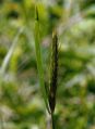 Hordeum secalinum.jpg