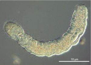 Gnathostomulida1.jpg