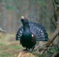 Capercaillie.jpg